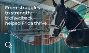 Frida is a Grand Prix dressage horse whose health benefited greatly from the NOAH biofeedback program for animals